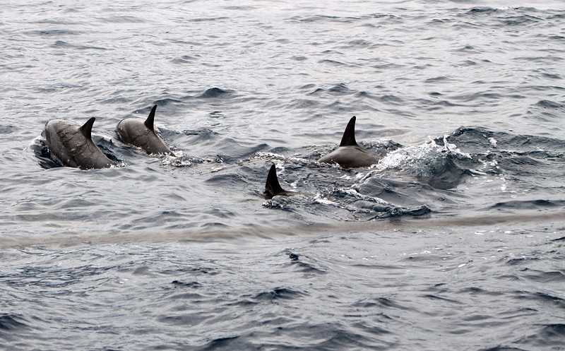 Dolphins in sea