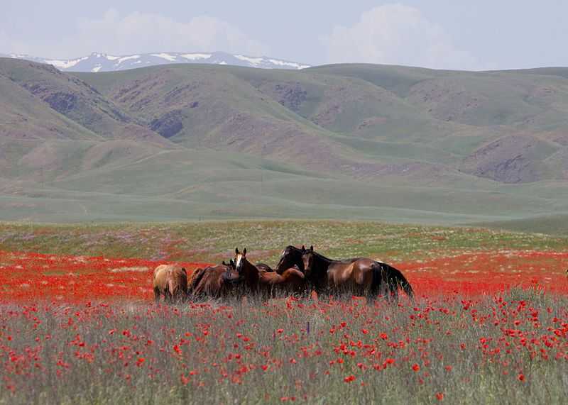 horses in field