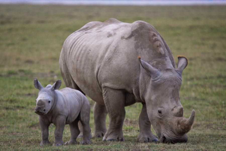 Lake Nakuru National Park Tourism (2024) - Kenya > Top Places, Travel ...