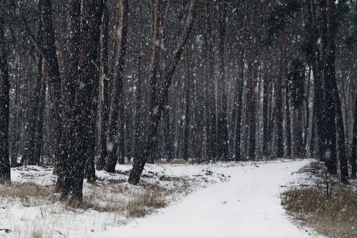 snowfall in forest