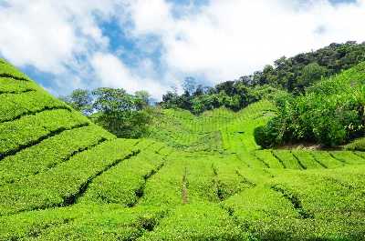 Day trip to Cameron Highlands