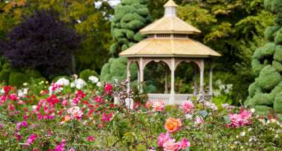 Zakir Hussain Rose Garden