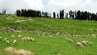 Doodhpathri Tourism (2024) - India > Top Places, Travel Guide | Holidify